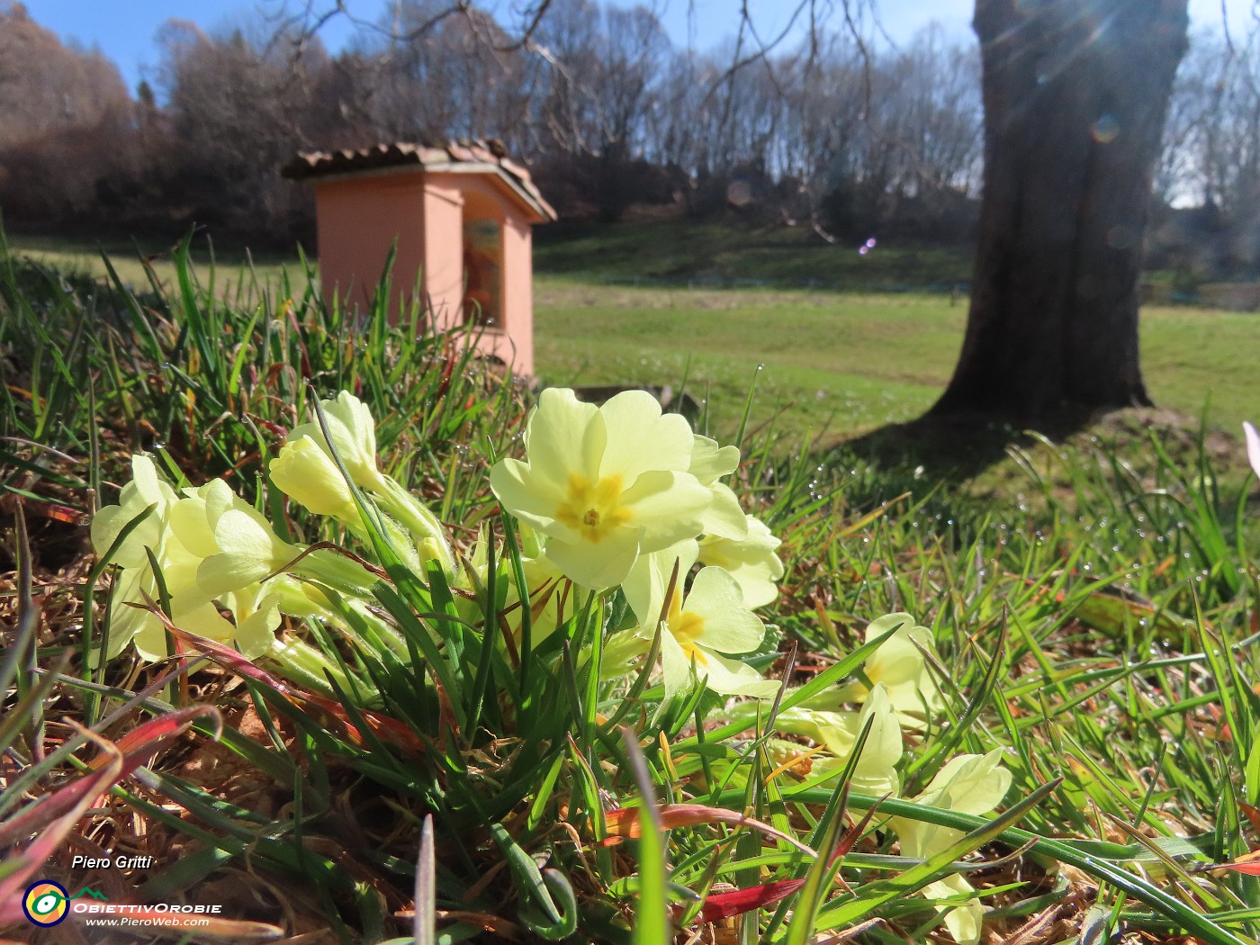 23 Santella della Madonna di Caravaggio in prato con primule fiorite.JPG